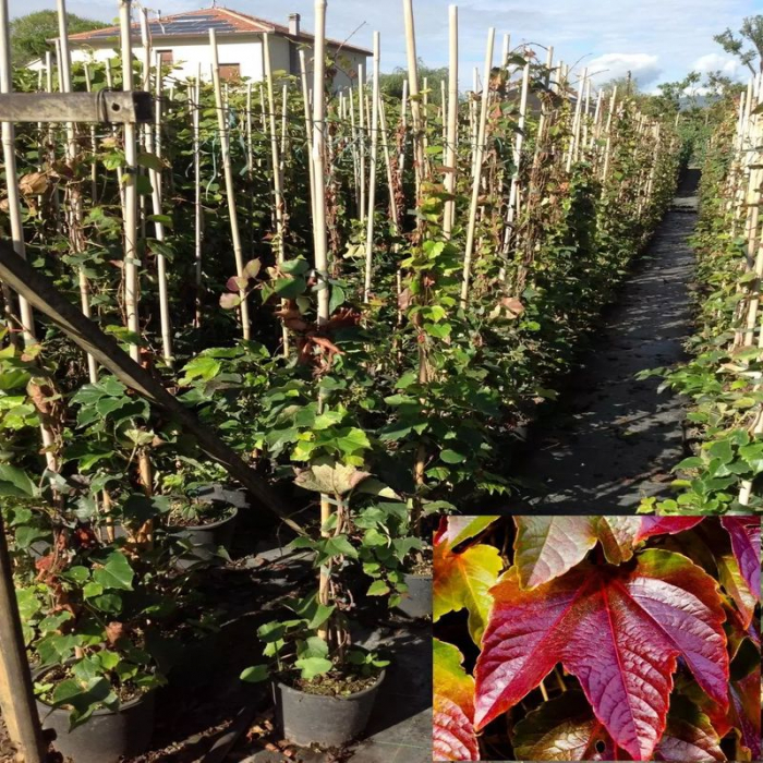 Parthenocissus tricuspidata  – Viţă canadiană [2]