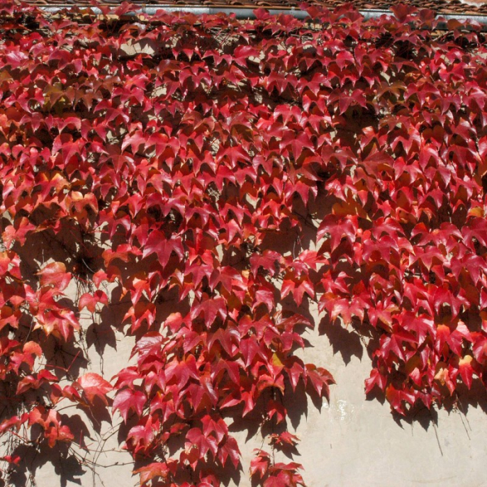 Parthenocissus tricuspidata  – Viţă canadiană [1]
