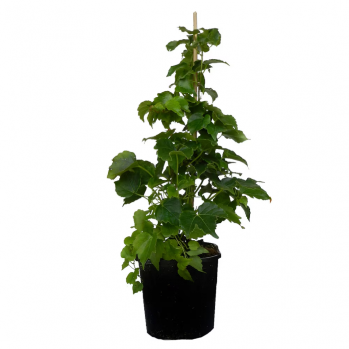 Parthenocissus tricuspidata  – Viţă canadiană [3]