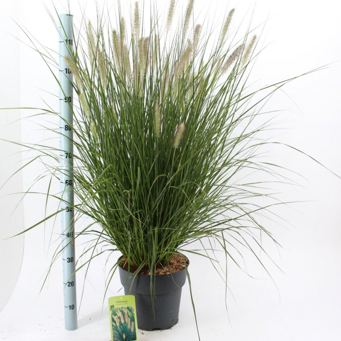 Pennisetum alopecuroides hameln - Iarbă ornamentală [4]