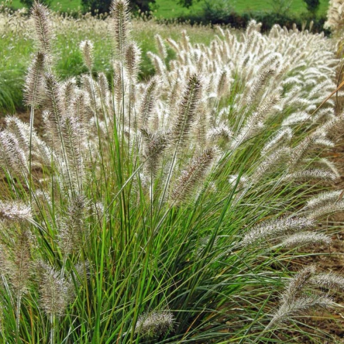 Pennisetum alopecuroides hameln - Iarbă ornamentală [1]