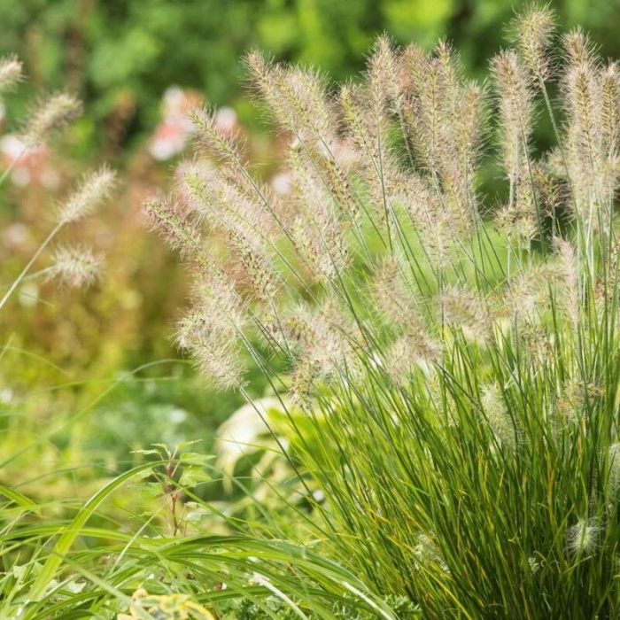 Pennisetum alopecuroides hameln - Iarbă ornamentală [3]