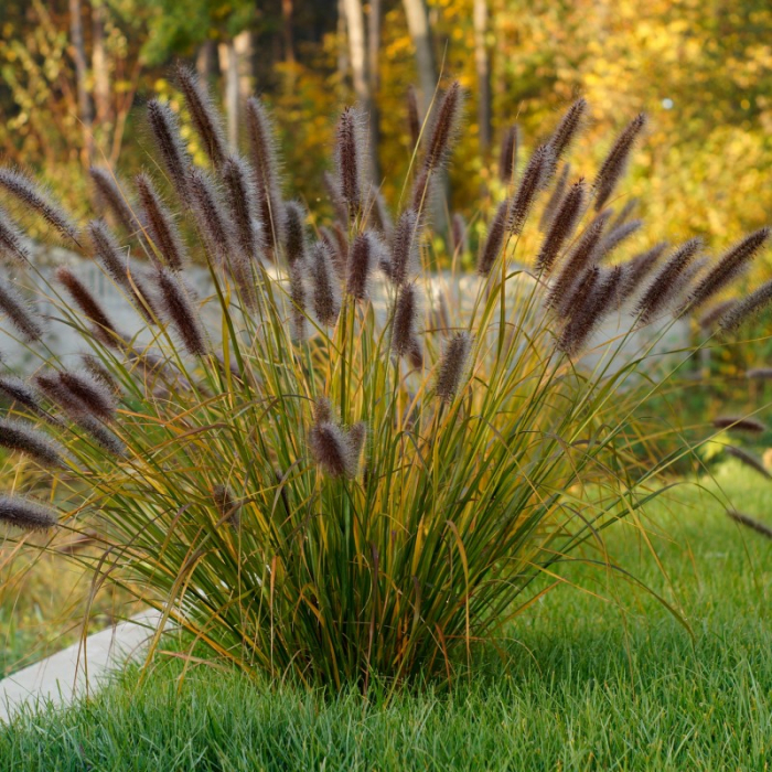 Pennisetum alopecuroides hameln - Iarbă ornamentală [2]