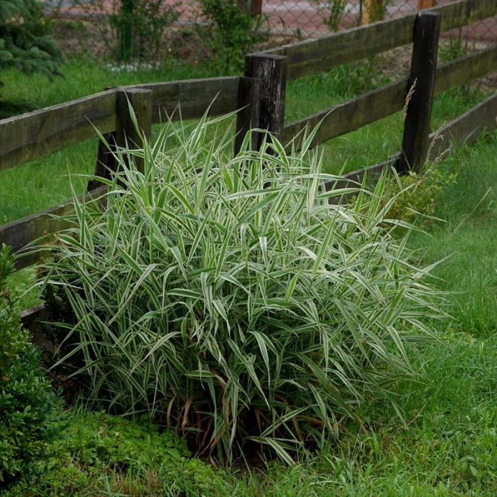 Phalaris arundinacea ‘Feesey - Iarbă ornamentală [2]