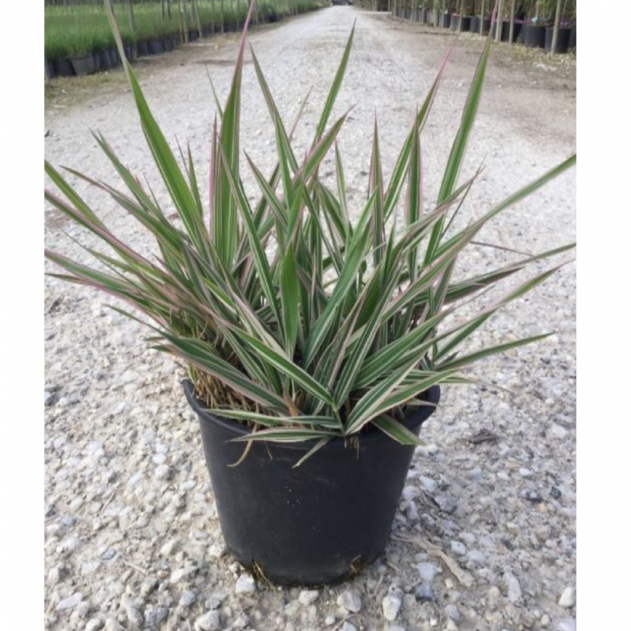 Phalaris arundinacea ‘Feesey - Iarbă ornamentală [3]