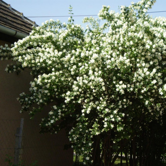 Philadelphus coronarius  - Iasomie falsă / Lămâiță [2]