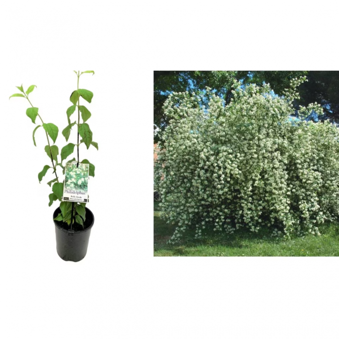 Philadelphus coronarius  - Iasomie falsă / Lămâiță [3]