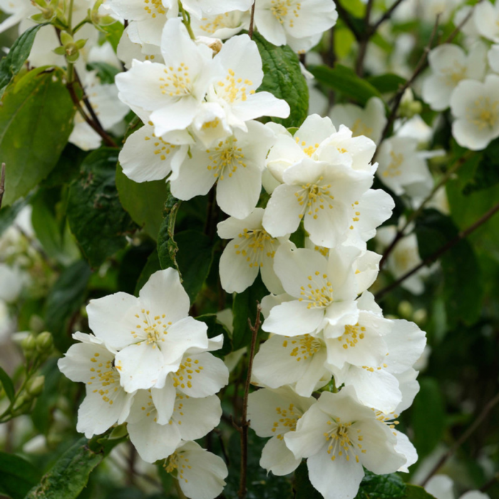 Philadelphus coronarius  - Iasomie falsă / Lămâiță [1]