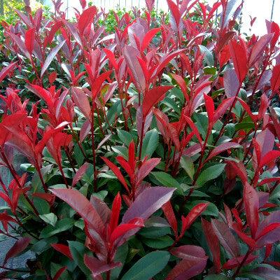 Photinia x  fraseri 'Carre Rouge' - Photinia  'Carre Rouge' [3]