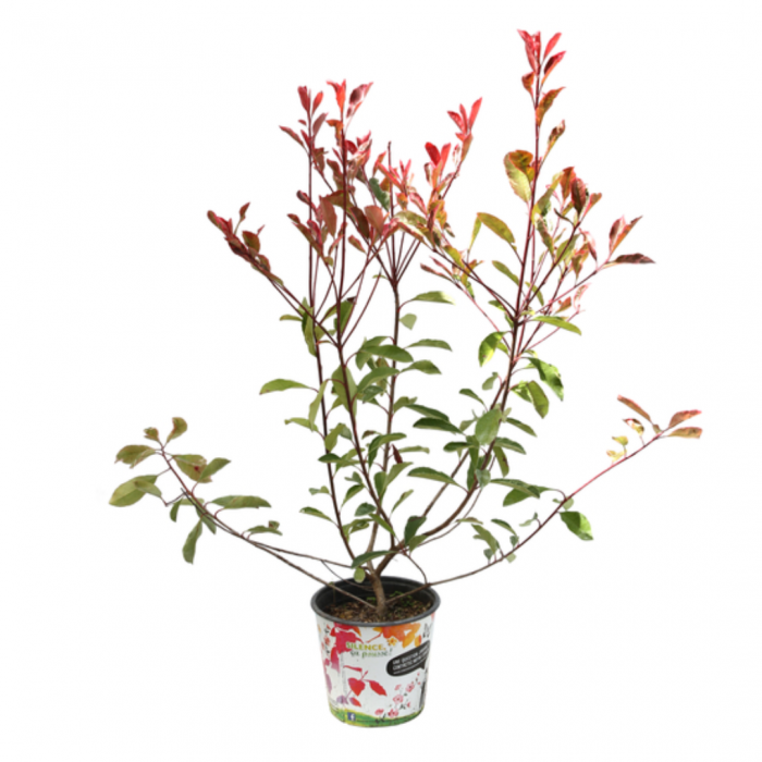 Photinia x fraseri ‘Pink Marble’ -  Photinia  cu frunze tip marmură [3]