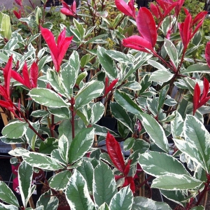 Photinia x fraseri ‘Pink Marble’ - Photinia în ghiveci Lofly [2]