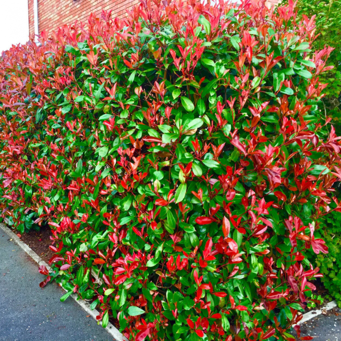 Photinia  'Red Robin' cubo - Photinia 'Red Robin' pe tulpină înaltă [2]