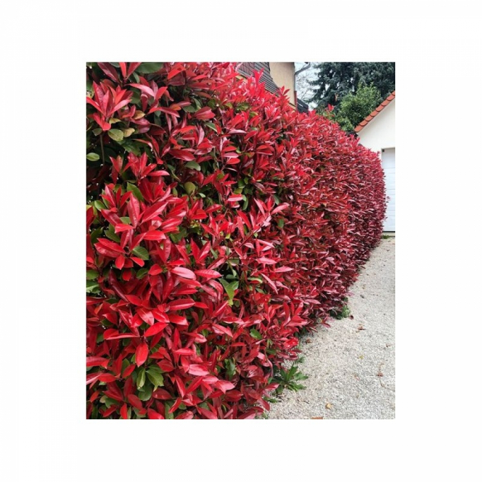 Photinia  'Red Robin' cubo - Photinia 'Red Robin' pe tulpină înaltă [3]