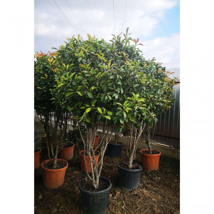 Photinia serrulata 'Red Robin' multitronco - Photinia serrulata 'Red Robin' -  multitrunchi [2]