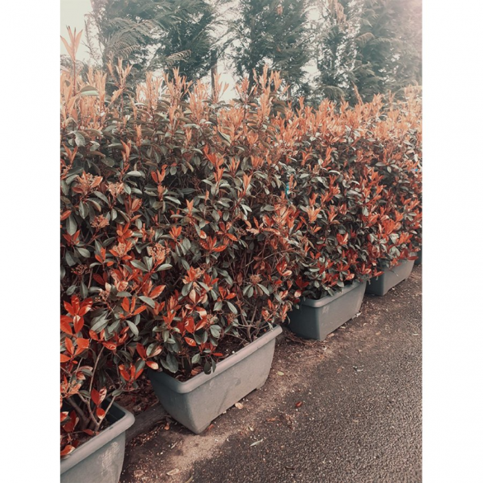 Photinia serrulata 'Red Robin' cassetta - Photinia serrulata 'Red Robin' în ghiveci tip casetă [3]