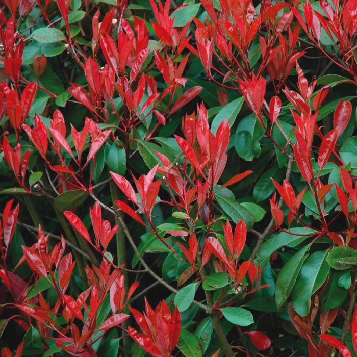 Photinia serrulata 'Red Robin' cassetta - Photinia serrulata 'Red Robin' în ghiveci tip casetă [1]