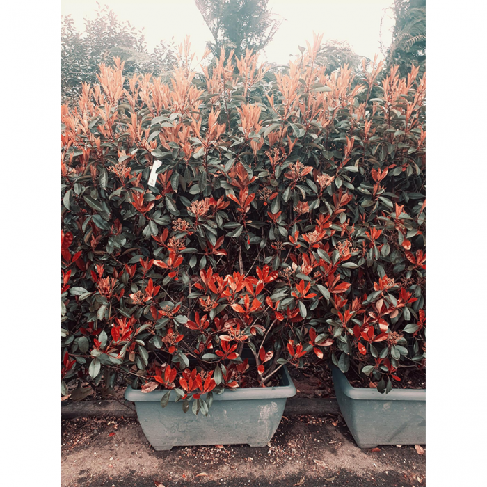 Photinia serrulata 'Red Robin' cassetta - Photinia serrulata 'Red Robin' în ghiveci tip casetă [2]