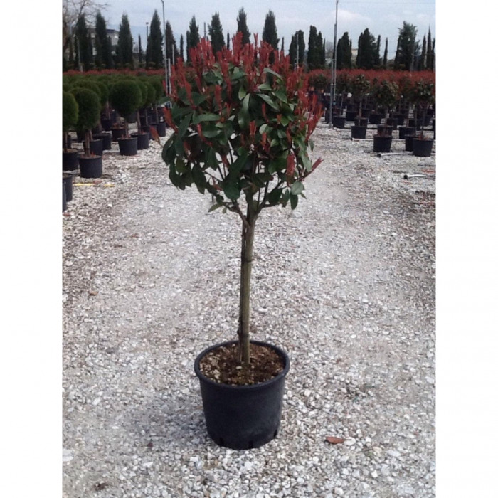 Photinia  serrulata 'Red Robin' mini alberetto - Photinia - altoit pe trunchi [3]