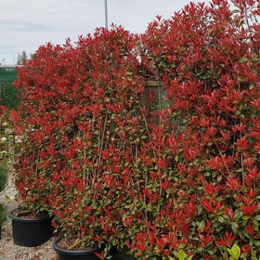 Photinia serrulata 'Red Robin' spalliera - Photinia serrulata 'Red Robin' pe spalier [2]