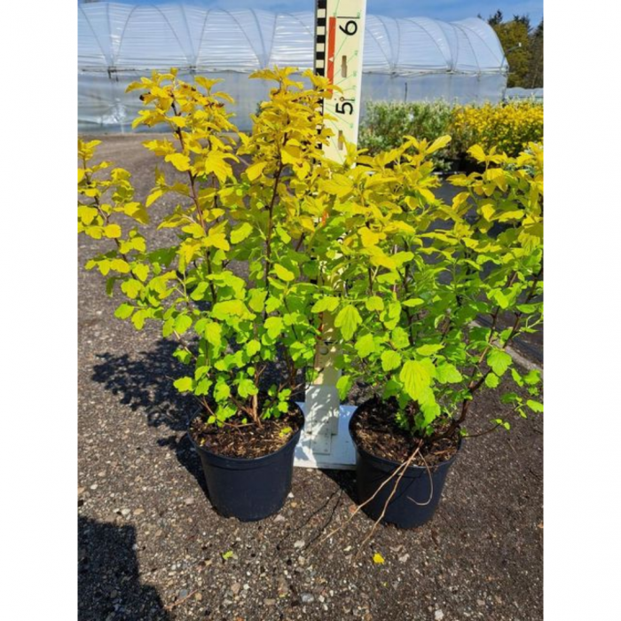 Physocarpus opulifolius 'Dart's Gold' - Physocarpus [4]