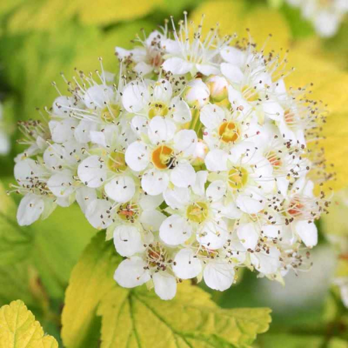 Physocarpus opulifolius 'Dart's Gold' - Physocarpus [2]