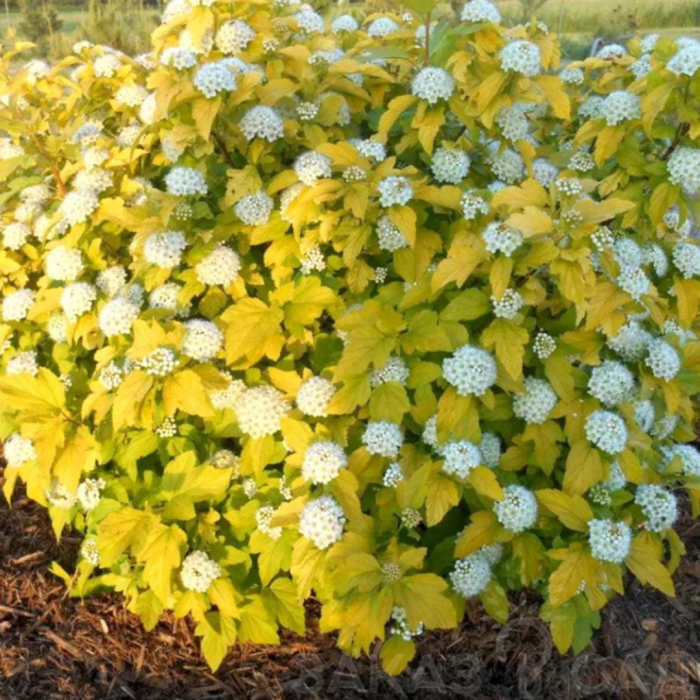 Physocarpus opulifolius 'Dart's Gold' - Physocarpus [3]
