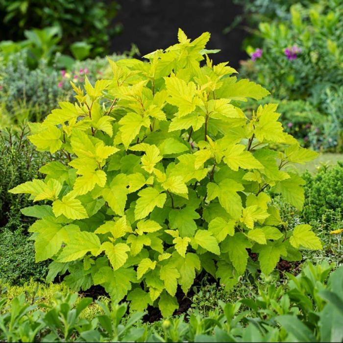 Physocarpus opulifolius 'Dart's Gold' - Physocarpus [1]