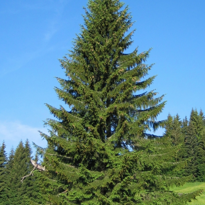Picea abies 'Excelsa' - Molid norvegian [2]