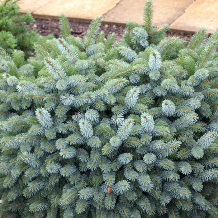 Picea pungens 'Fat Albert' - Molid argintiu 'Fat Albert' [2]