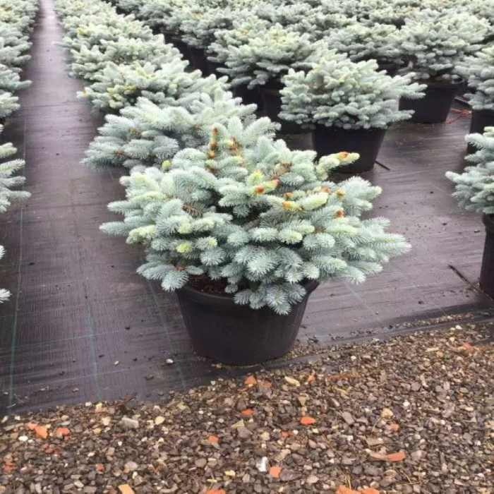 Picea pungens Glauca Globosa – Pin globular albastru [1]