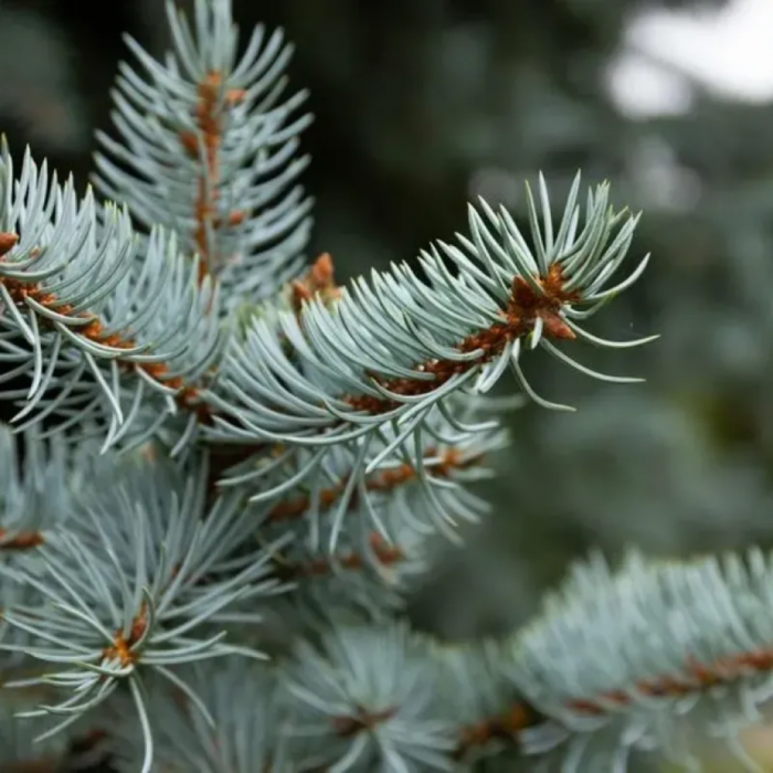 Picea pungens Glauca Globosa – Pin globular albastru [3]
