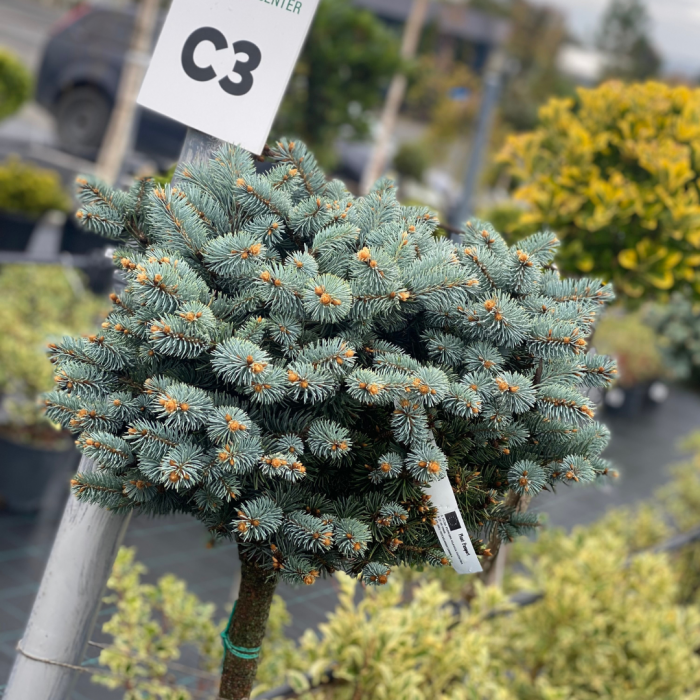 Picea pungens 'Glauca Globosa'  mezzo fusto – Pin globular albastru - altoit pe trunchi [3]