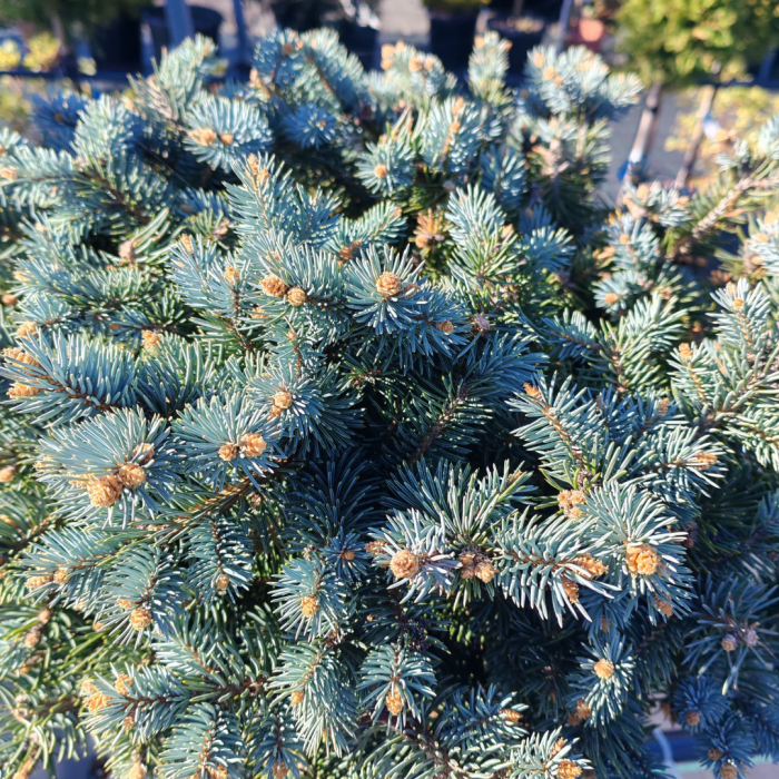 Picea pungens 'Glauca Globosa'  mezzo fusto – Pin globular albastru - altoit pe trunchi [1]