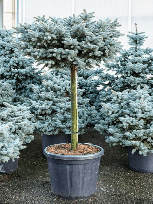 Picea pungens 'Glauca Globosa'  mezzo fusto – Pin globular albastru - altoit pe trunchi [4]