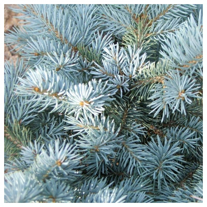 Picea pungens 'Glauca Globosa'  mezzo fusto – Pin globular albastru - altoit pe trunchi [2]