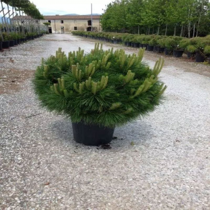 Pinus brevifolia – Pin pitic [3]