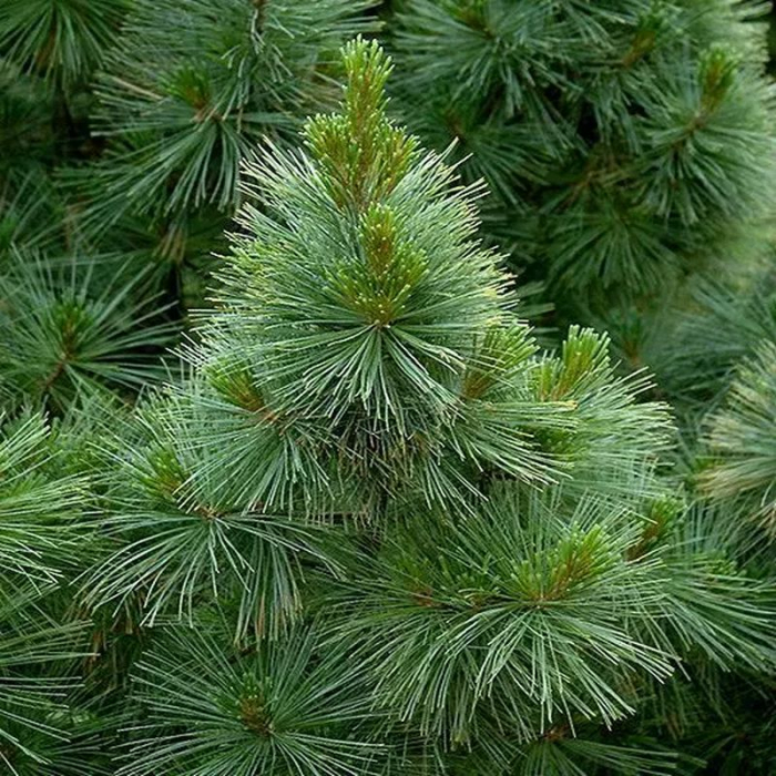 Pinus brevifolia – Pin pitic [2]
