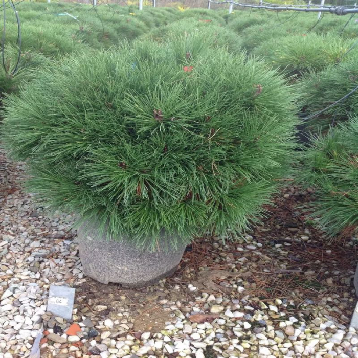 Pinus brevifolia – Pin pitic [1]