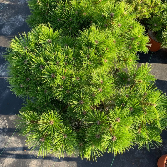 Pinus leucodermis Malinki – Pin pitic balcanic, Ghiveci [1]