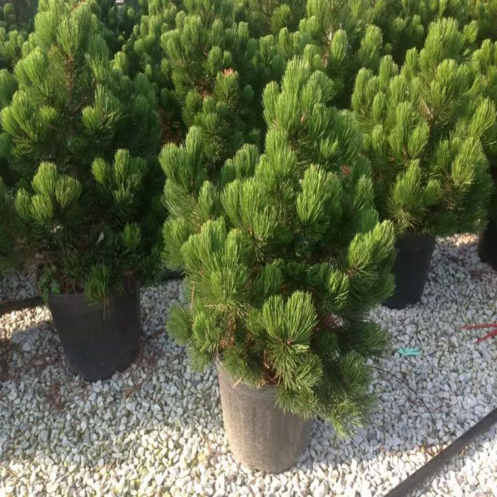 Pinus leucodermis Malinki – Pin pitic balcanic, Ghiveci [2]