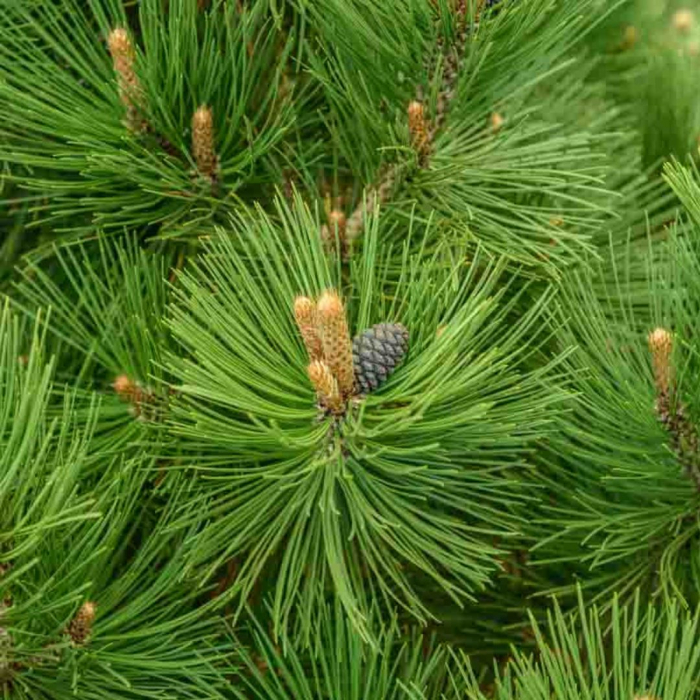 Pinus leucodermis Malinki – Pin pitic balcanic, Ghiveci [3]