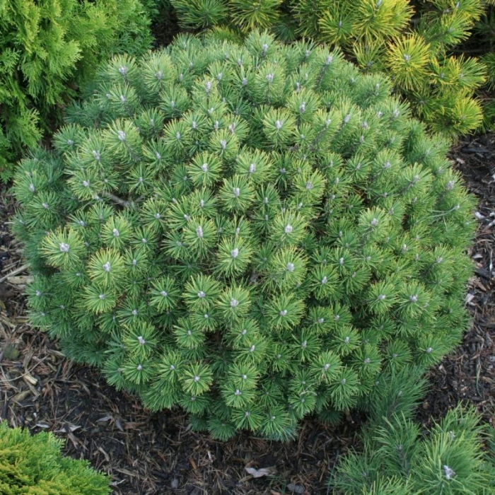 Pinus mugo 'Mops' - Pin de munte pitic [1]