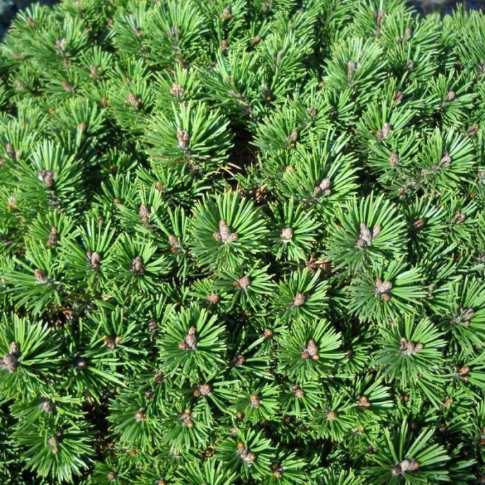 Pinus mugo 'Mops' - Pin de munte pitic [2]