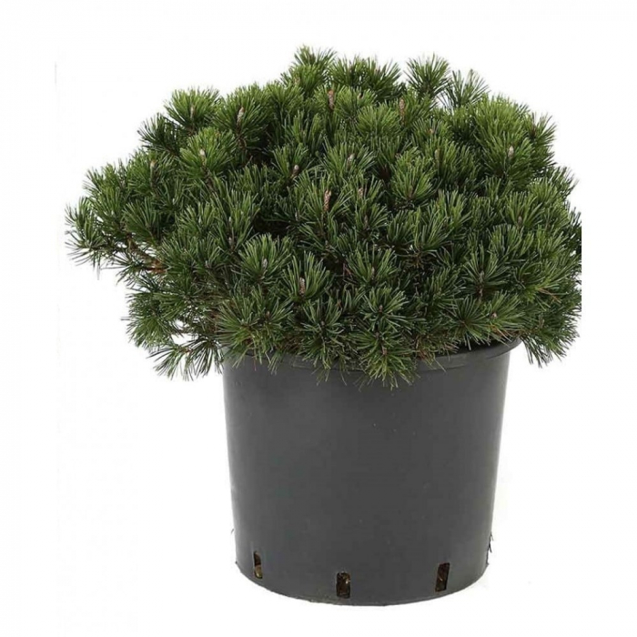 Pinus mugo 'Mops' - Pin de munte pitic [3]