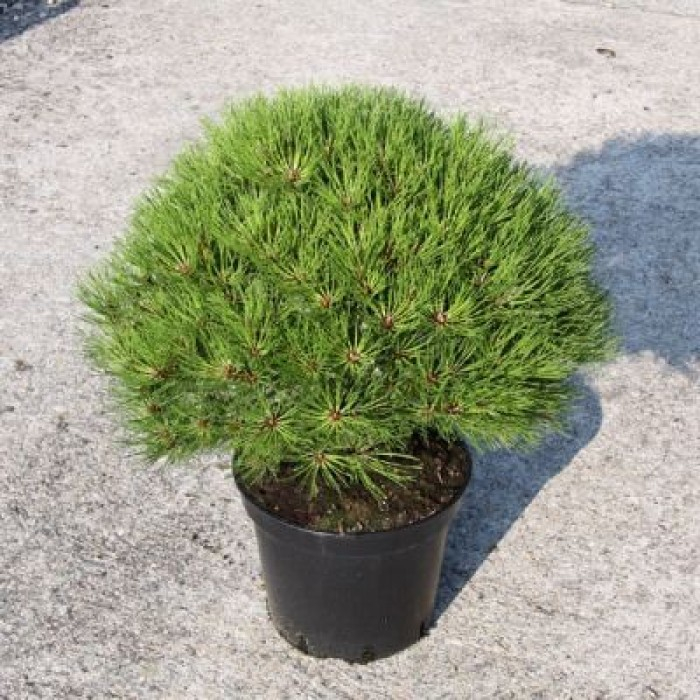 Pinus nigra 'Marie Bregeon'  alto fusto - Pin negru 'Marie Bregeon' - altoit pe tunchi înalt [2]