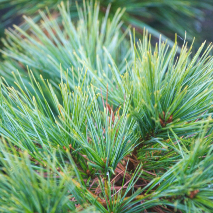 Pinus Strobus Macopin - Pin Aln Macopin [3]