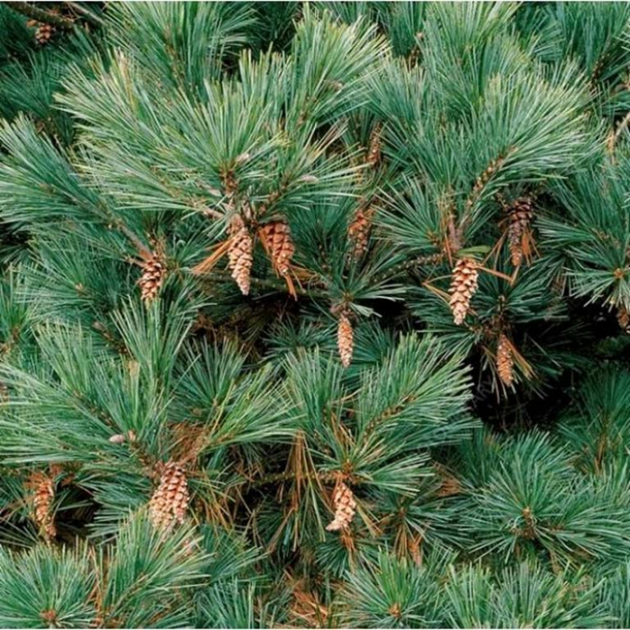 Pinus Strobus Macopin - Pin Aln Macopin [1]