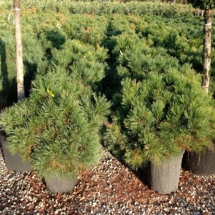 Pinus Strobus Macopin - Pin Aln Macopin [2]