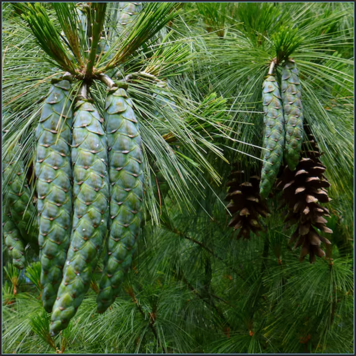 Pinus wallichiana 'Densa Hill' - Pin de Himalaya 'Densa Hill' [3]