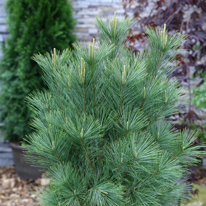 Pinus wallichiana 'Densa Hill' - Pin de Himalaya 'Densa Hill' [2]